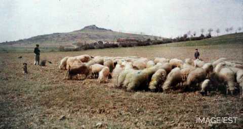 Troupeau de moutons (Mousson)